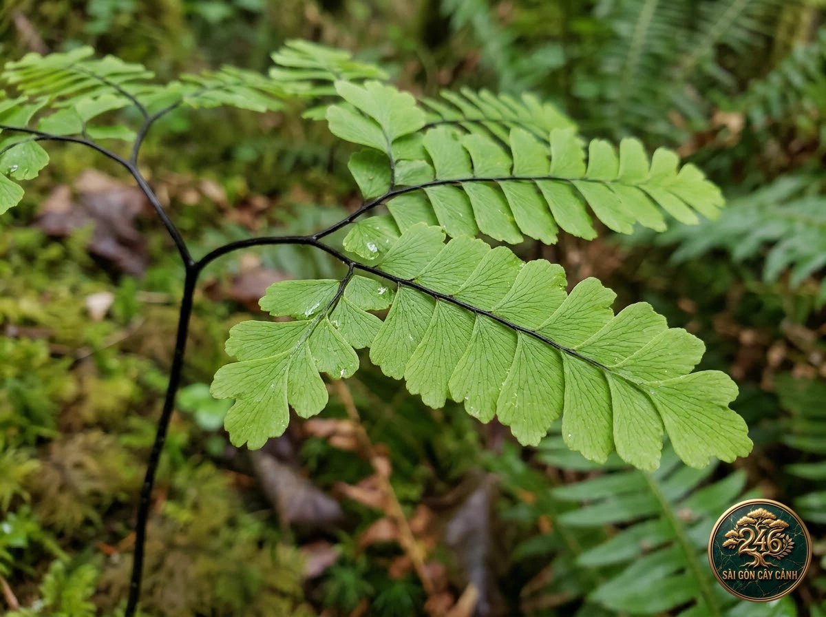 Cây dương xỉ năm ngón chân chim (Adiantum pedatum) - Ứng dụng không gian chuẩn Sài Gòn Cây Cảnh