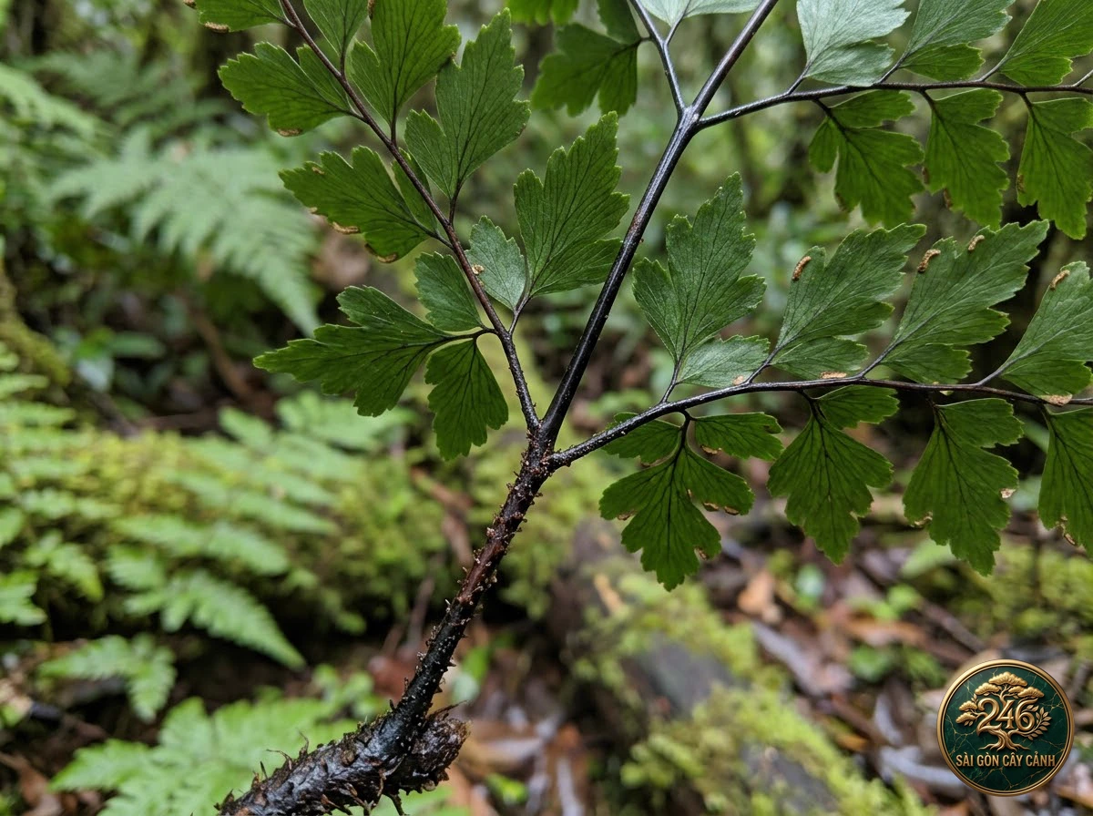Giant maidenhair fern (Adiantum formosum) - Identification close-up Saigon Cay Canh standard