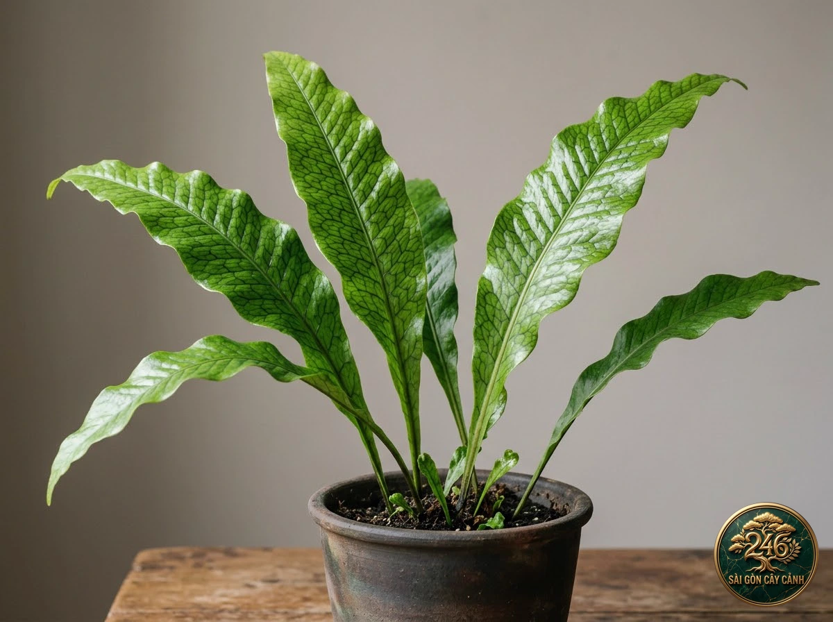 Cây dương xỉ da cá sấu gân lưới (Microsorum musifolium) - Chân dung hình thái chuẩn Sài Gòn Cây Cảnh