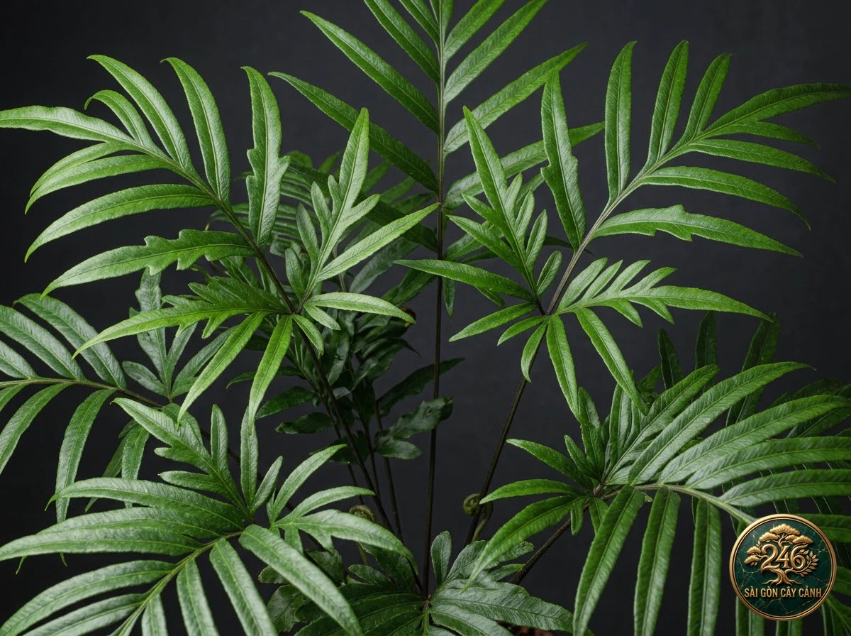Cây dương xỉ bóng râm lá mác (Pteris umbrosa) - Đặc điểm nhận diện chuẩn Sài Gòn Cây Cảnh