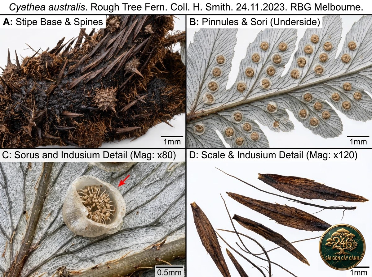 Rough tree fern (Cyathea australis) - Interior styling Saigon Cay Canh standard