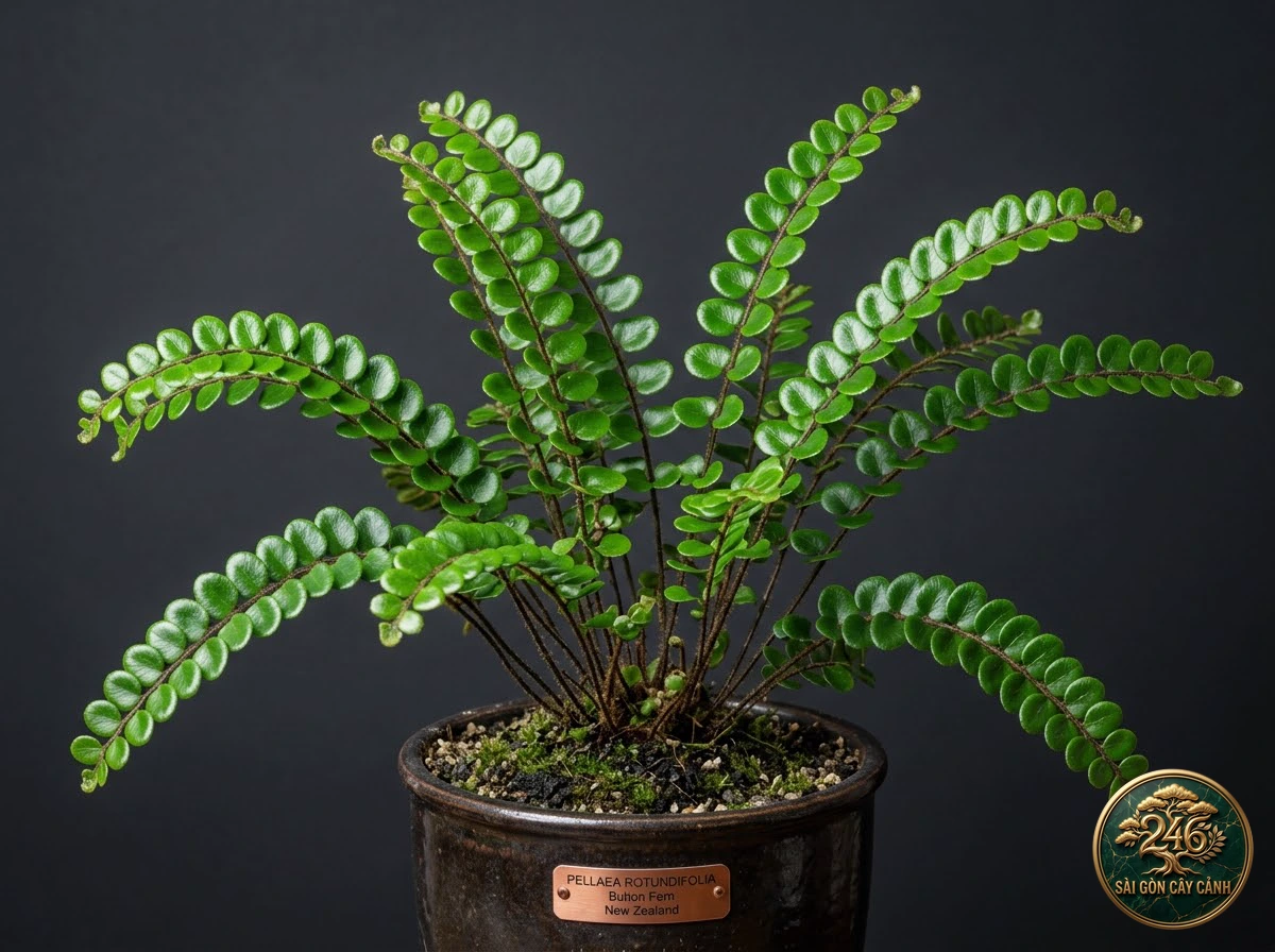 Cây dương xỉ cúc áo lá tròn (Pellaea rotundifolia) - Chân dung hình thái chuẩn Sài Gòn Cây Cảnh