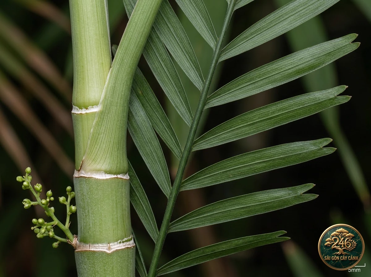 Bamboo palm (Chamaedorea seifrizii) - Identification close-up Saigon Cay Canh standard