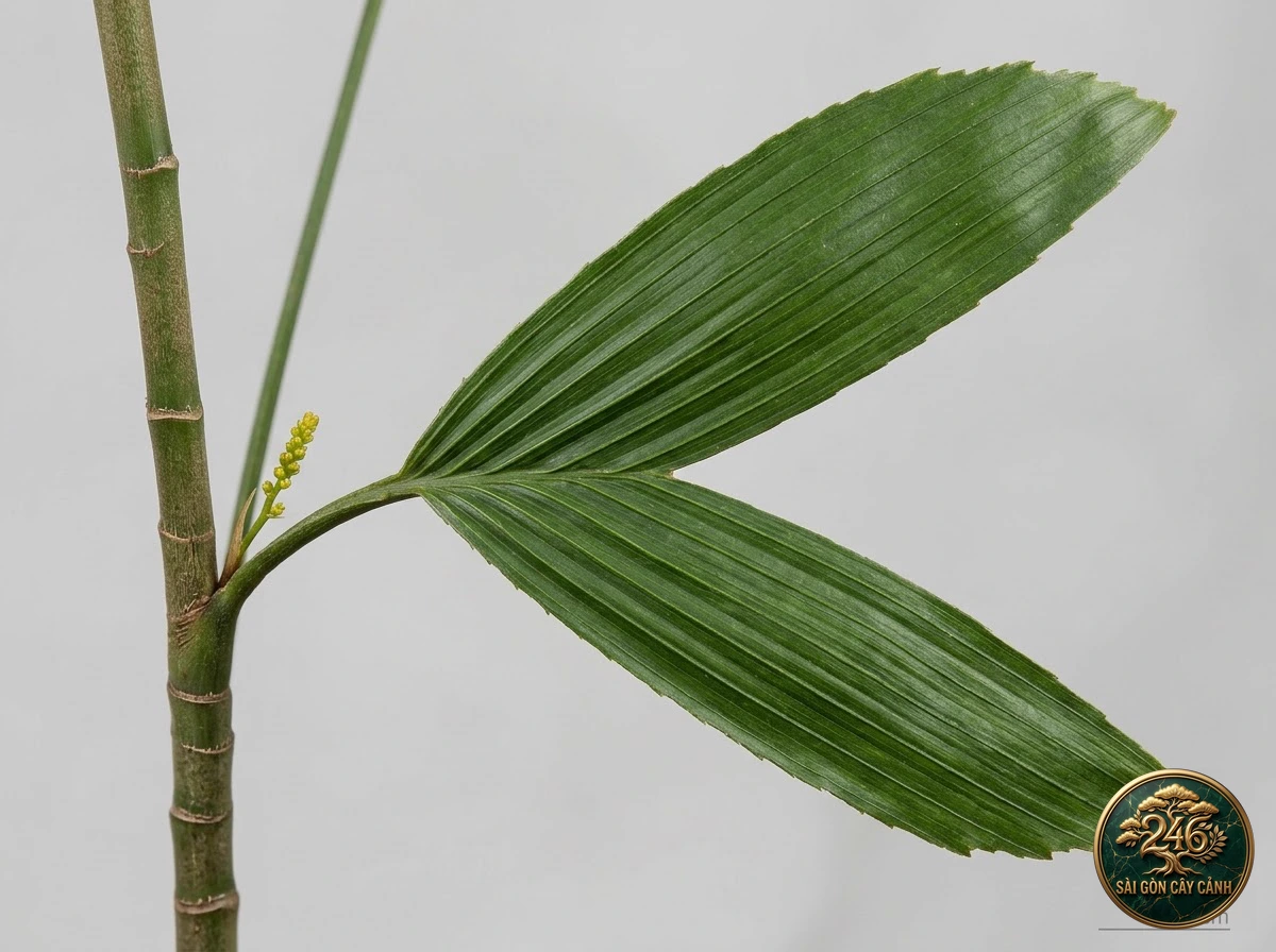 Whalefin palm (Chamaedorea ernesti-augusti) - Identification close-up Saigon Cay Canh standard