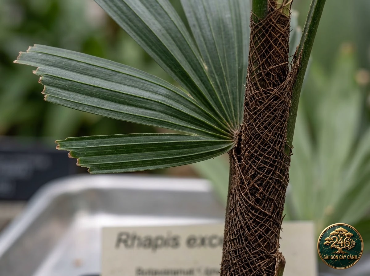 Broadleaf lady palm (Rhapis excelsa) - Identification close-up Saigon Cay Canh standard