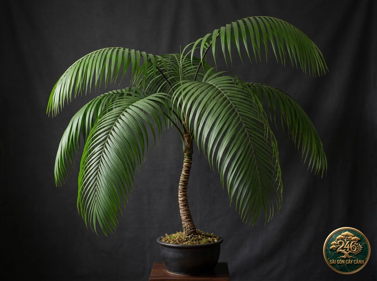 Cây cọ xoăn lượn belmore (Howea belmoreana) - Chân dung hình thái chuẩn Sài Gòn Cây Cảnh