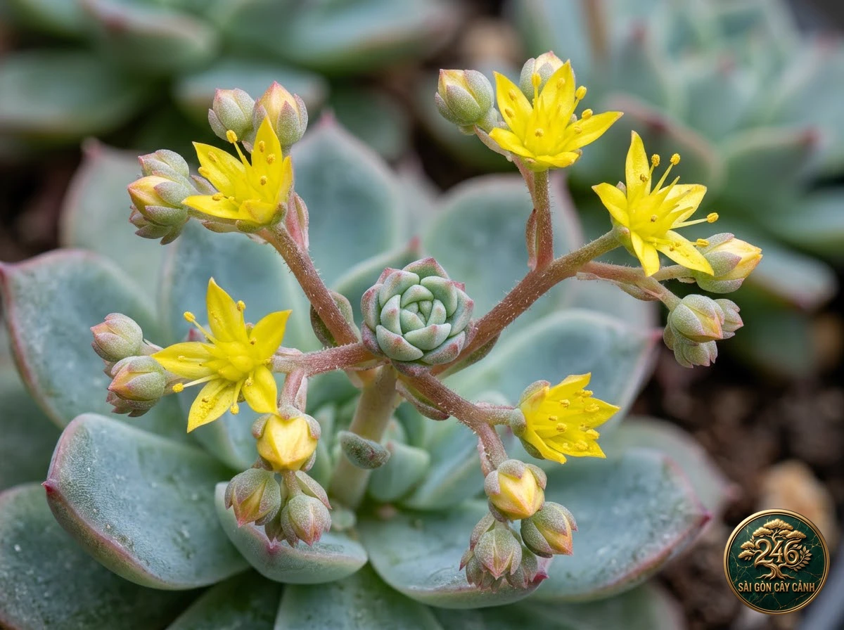 Sen đá sinh sôi đẻ nhánh (Echeveria prolifica) - Chân dung hình thái chuẩn Sài Gòn Cây Cảnh