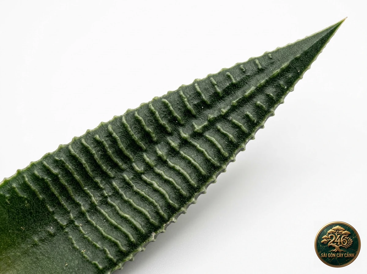 Sen đá lá đồng tiền mùa thu (Sedum sieboldii) - Đặc điểm nhận diện chuẩn Sài Gòn Cây Cảnh