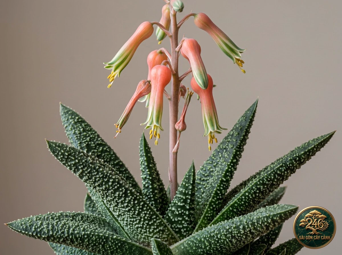 Silver dollar plant (Crassula arborescens) - Identification close-up Saigon Cay Canh standard