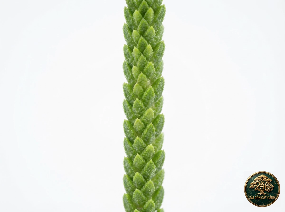 Botanical photo of Watch chain plant: Identification close-up