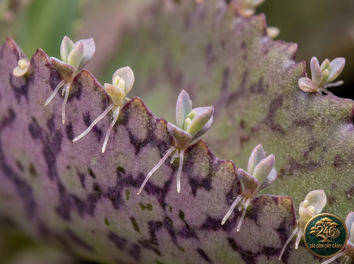 Botanical photo of Mother of thousands: Identification close-up