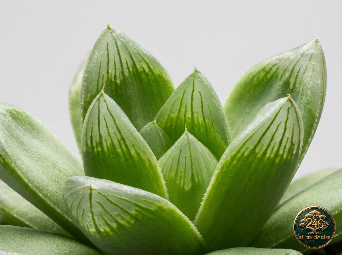 Botanical photo of Boat-formed haworthia: Morphological Diagnostics