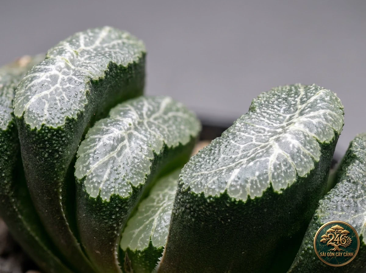 Botanical photo of Horse's teeth haworthia: Morphological Diagnostics