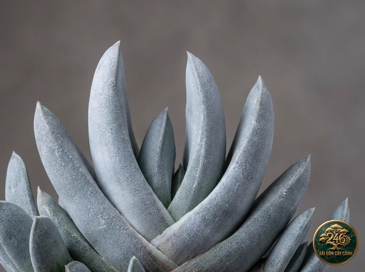 Botanical photo of Cluster gasteria: Morphological Diagnostics