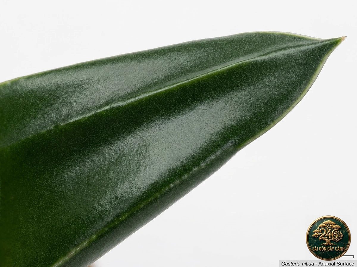 Botanical photo of Shiny Gasteria: Morphological Diagnostics