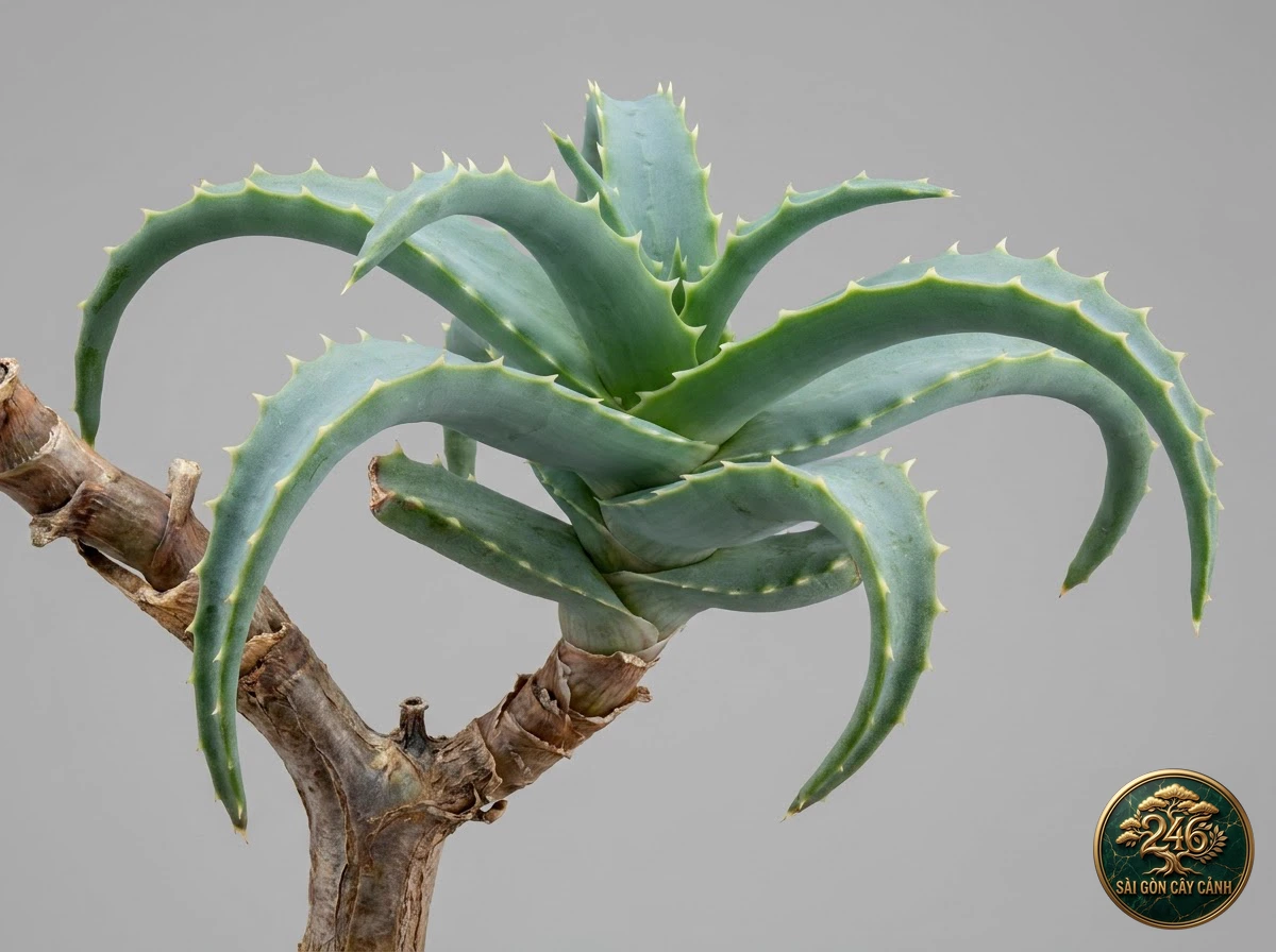 Botanical photo of Krantz Aloe: Morphological Diagnostics