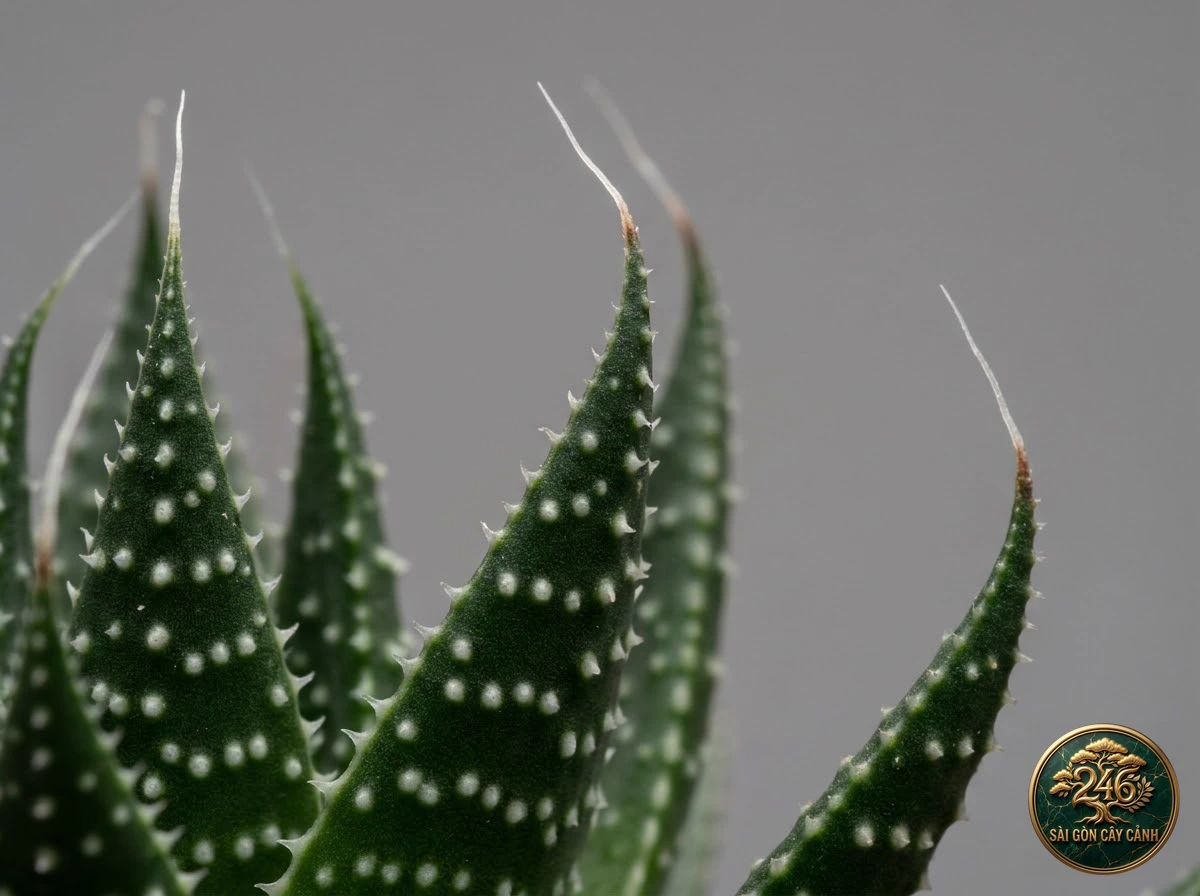 Botanical photo of Lace Aloe: Morphological Diagnostics