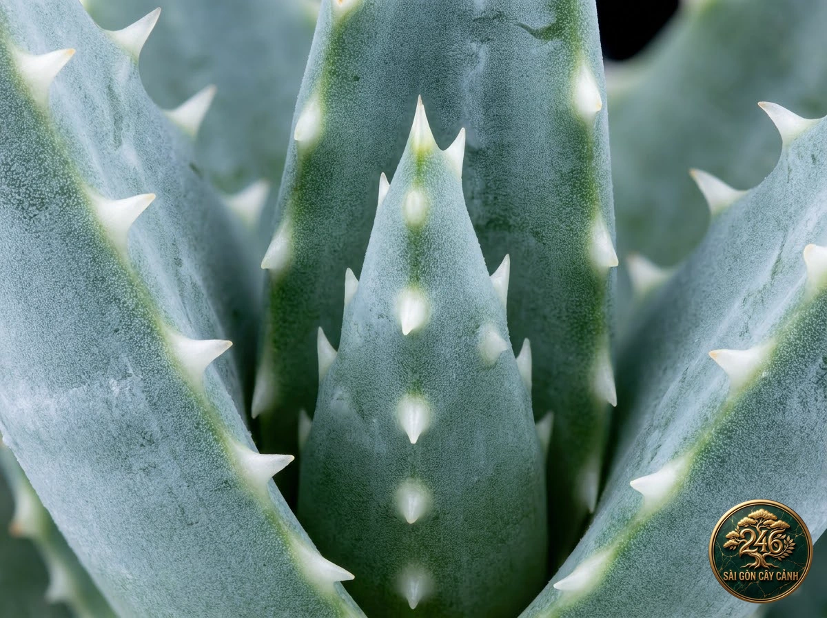 Botanical photo of Short-Leaved Aloe: Morphological Diagnostics