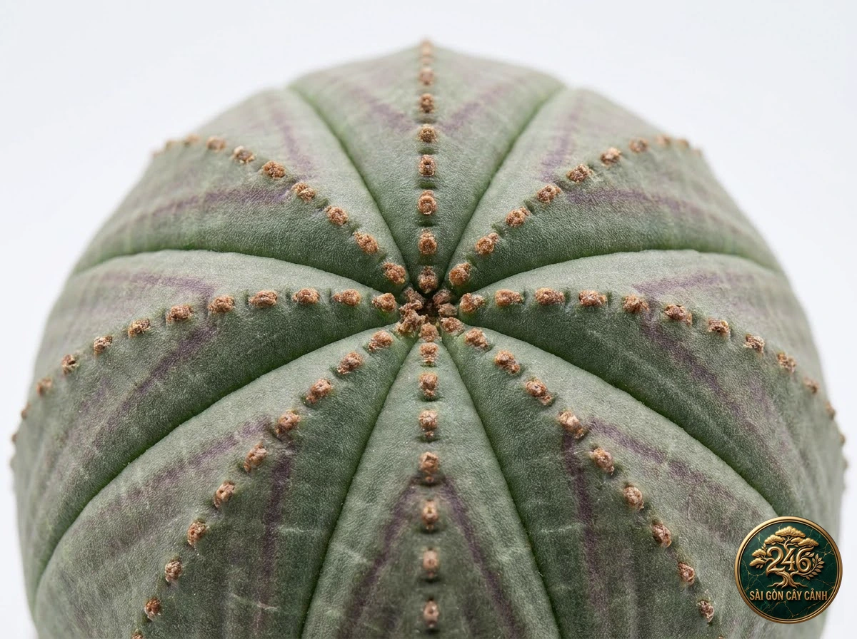 Đặc điểm nhận diện hình thái Xương rồng bóng tròn bóng chày (Euphorbia obesa)
