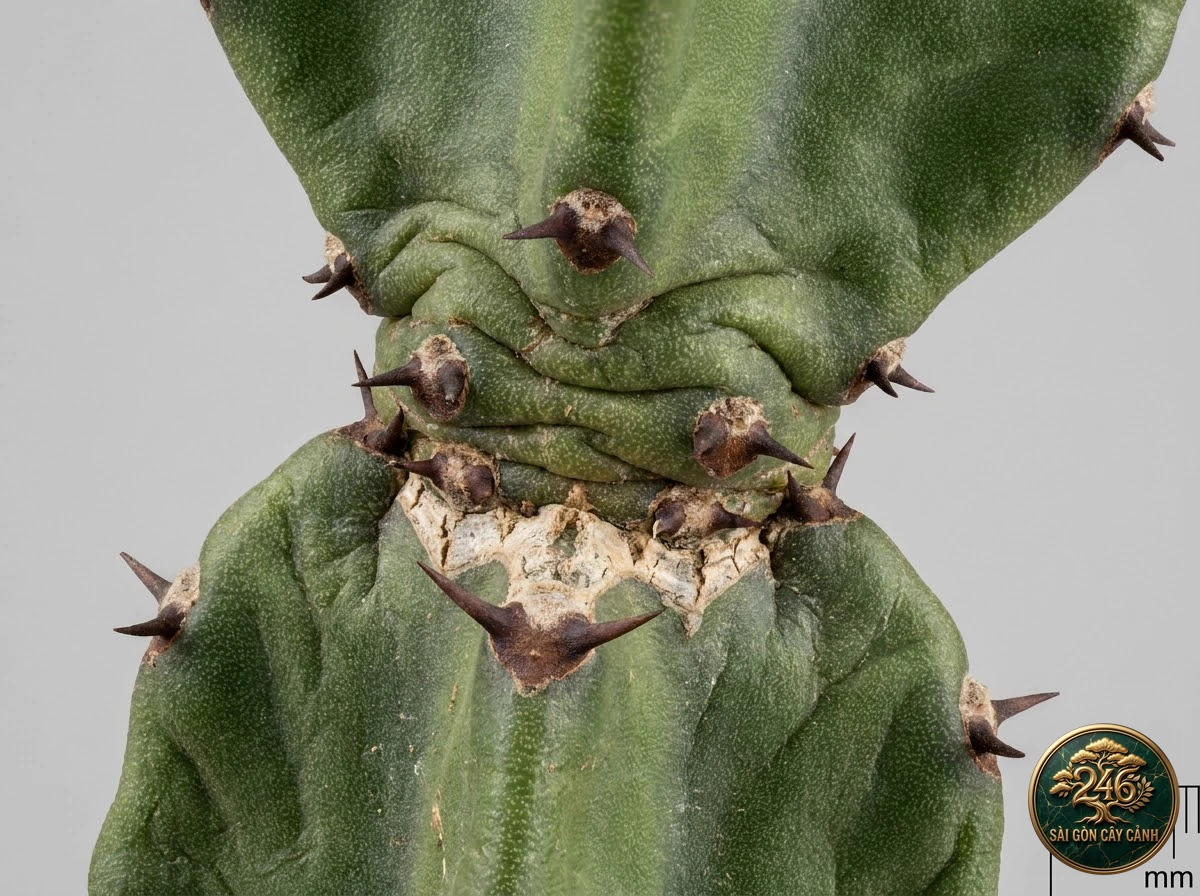 Đặc điểm nhận diện hình thái Cây xương rồng khổng lồ candelabra (Euphorbia ingens)