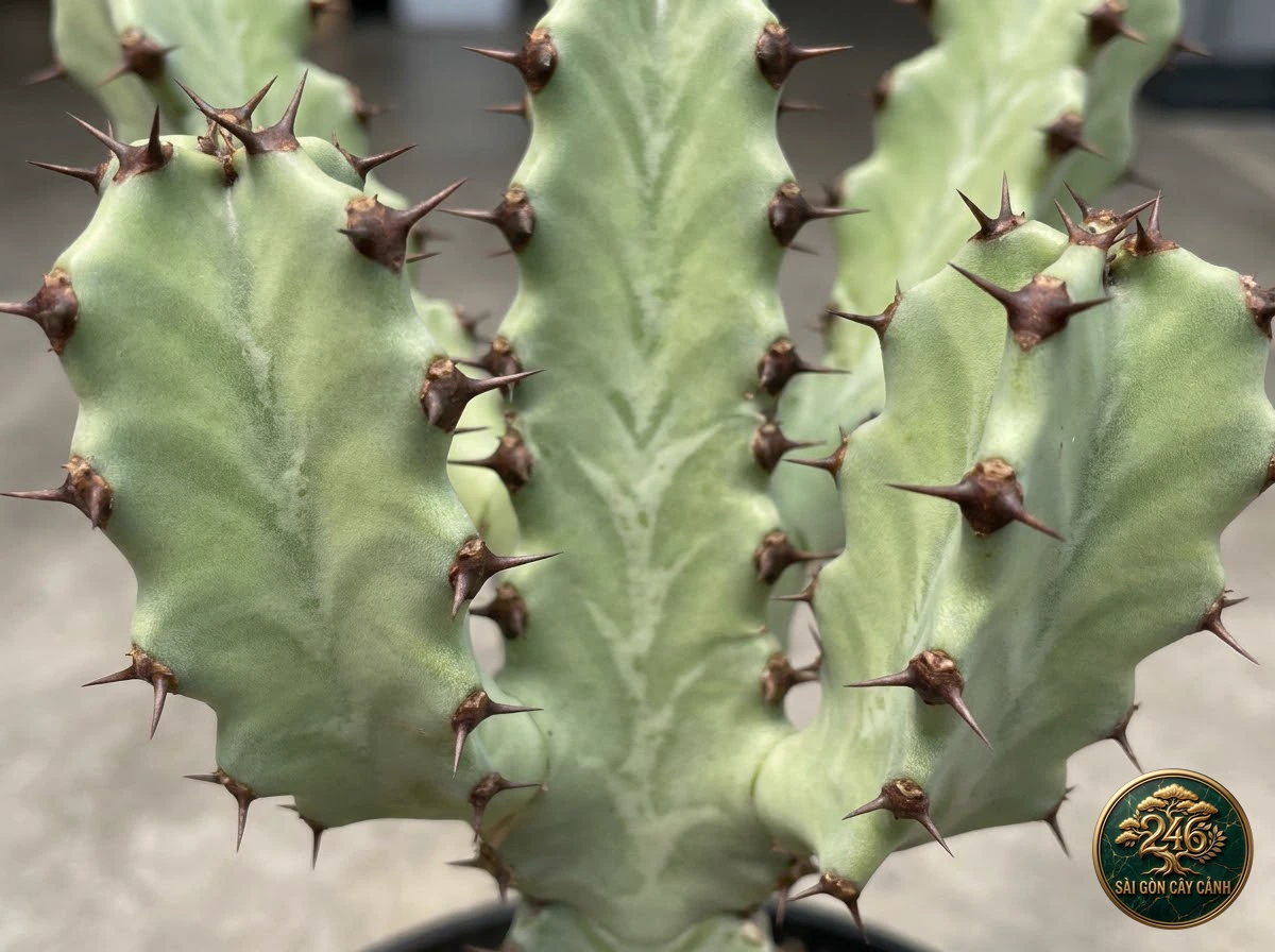 Đặc điểm nhận diện hình thái Xương rồng cánh lượn gợn sóng (Euphorbia grandialata)