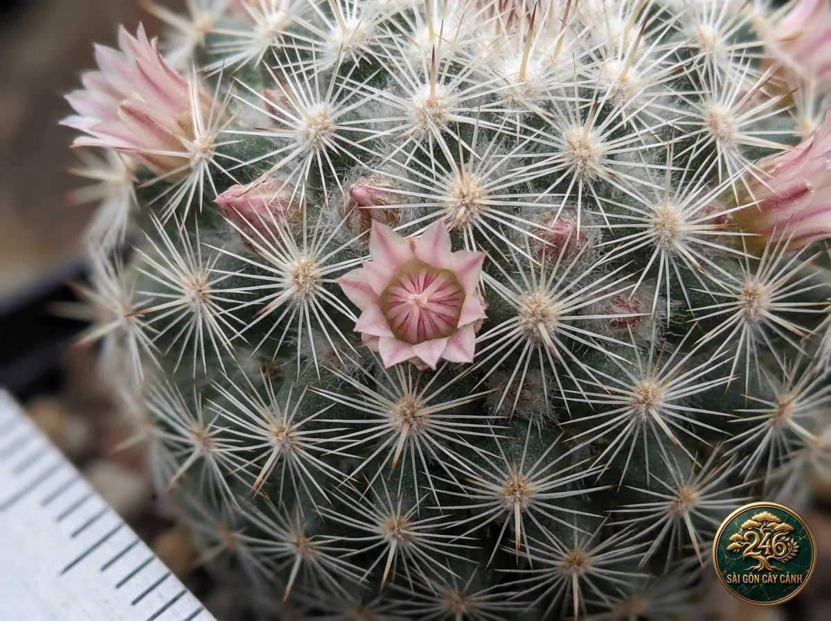 Đặc điểm nhận diện hình thái Xương rồng quả cầu tuyết trắng tinh (Mammillaria candida)