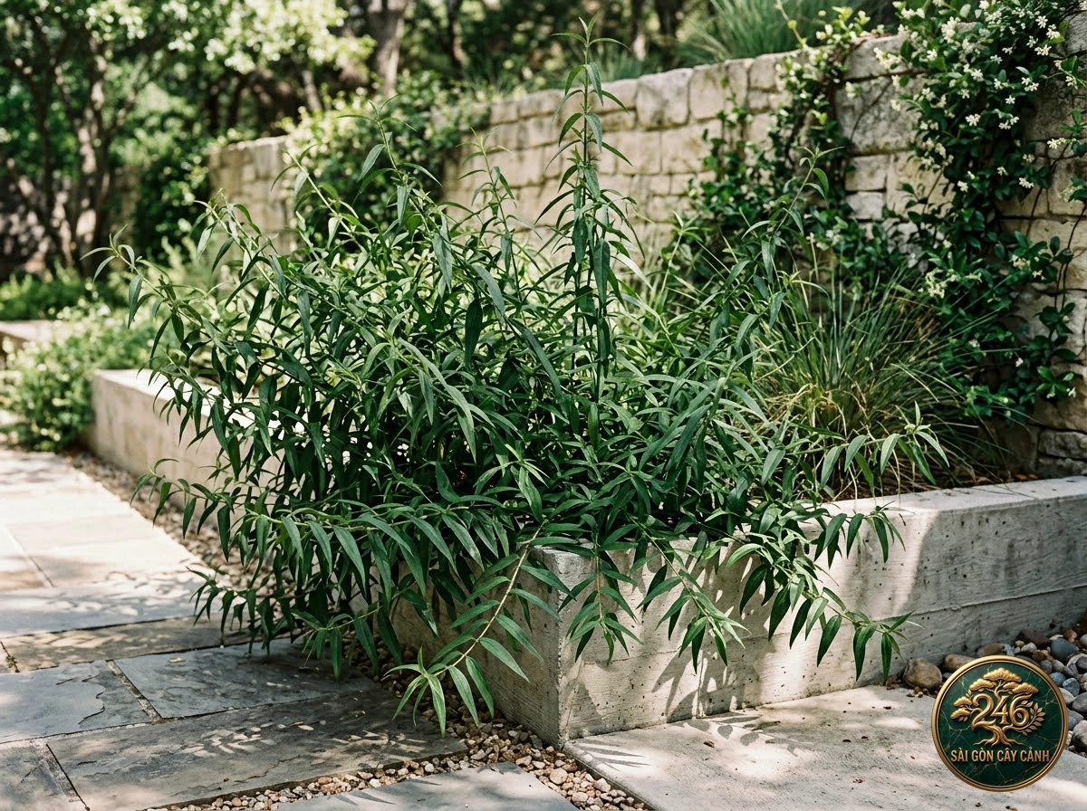 Sabah snake grass (Clinacanthus nutans): in a living space