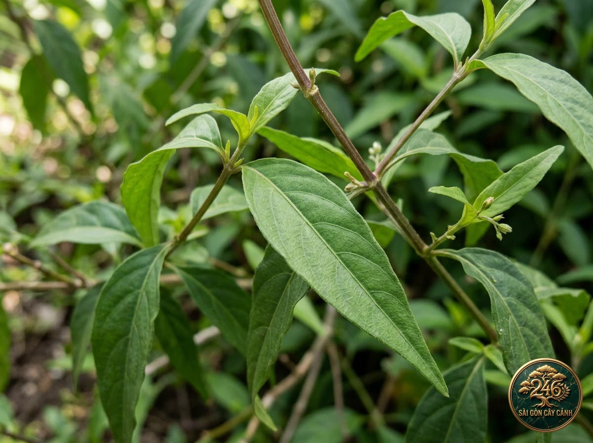 Sabah snake grass (Clinacanthus nutans): identification details