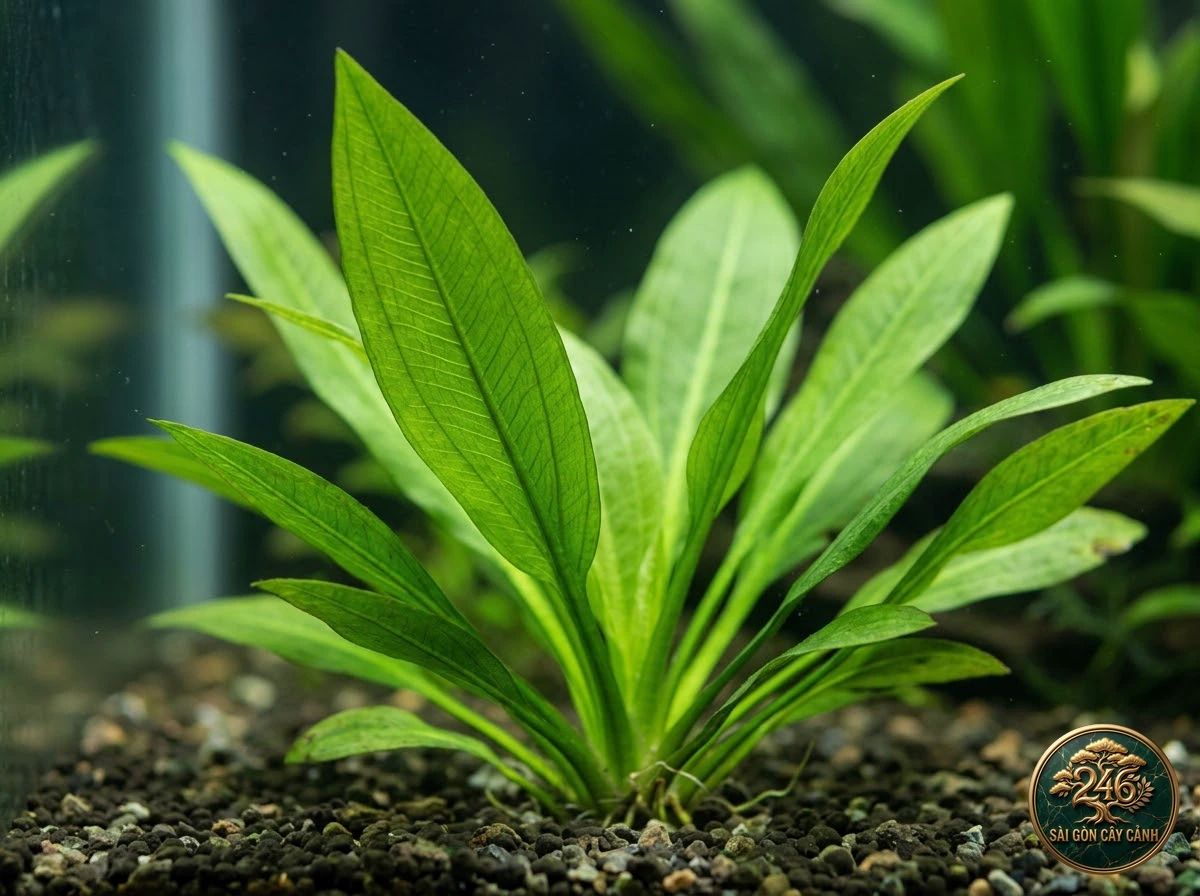 Amazon sword (Echinodorus amazonicus): identification details