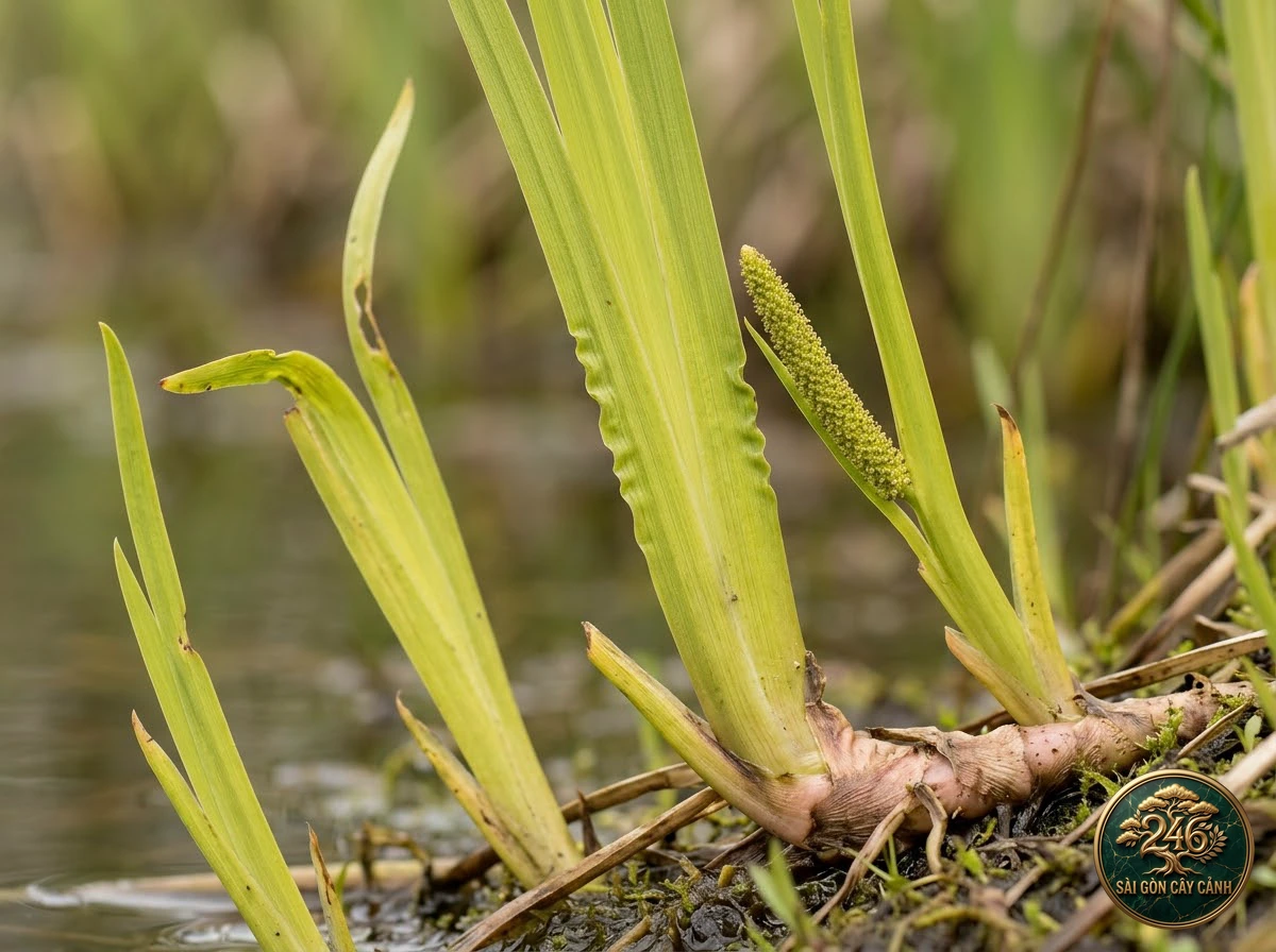 Sweet flag (Acorus calamus): identification details