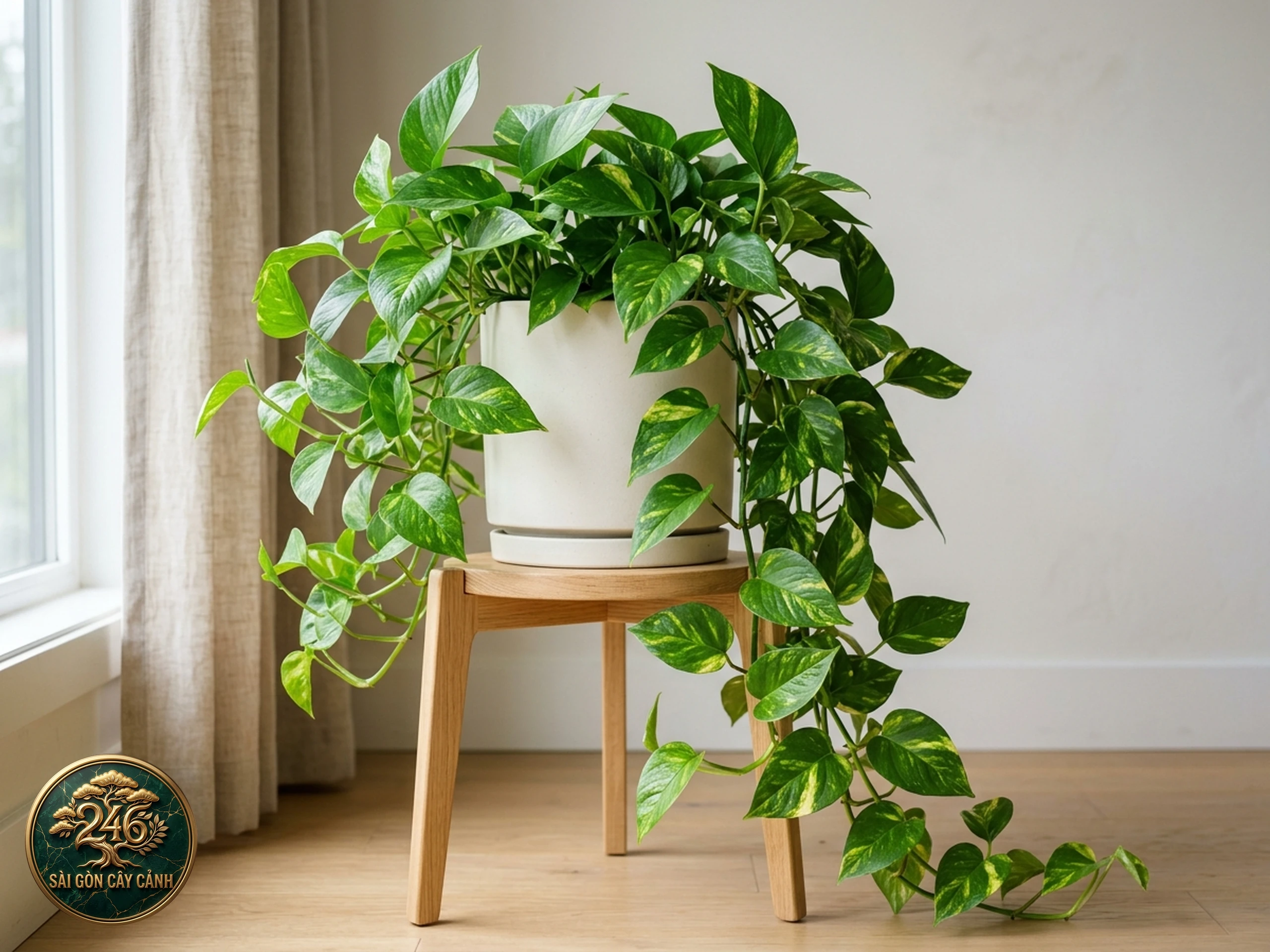 Dây trầu bà vàng Epipremnum aureum với lá loang vàng
