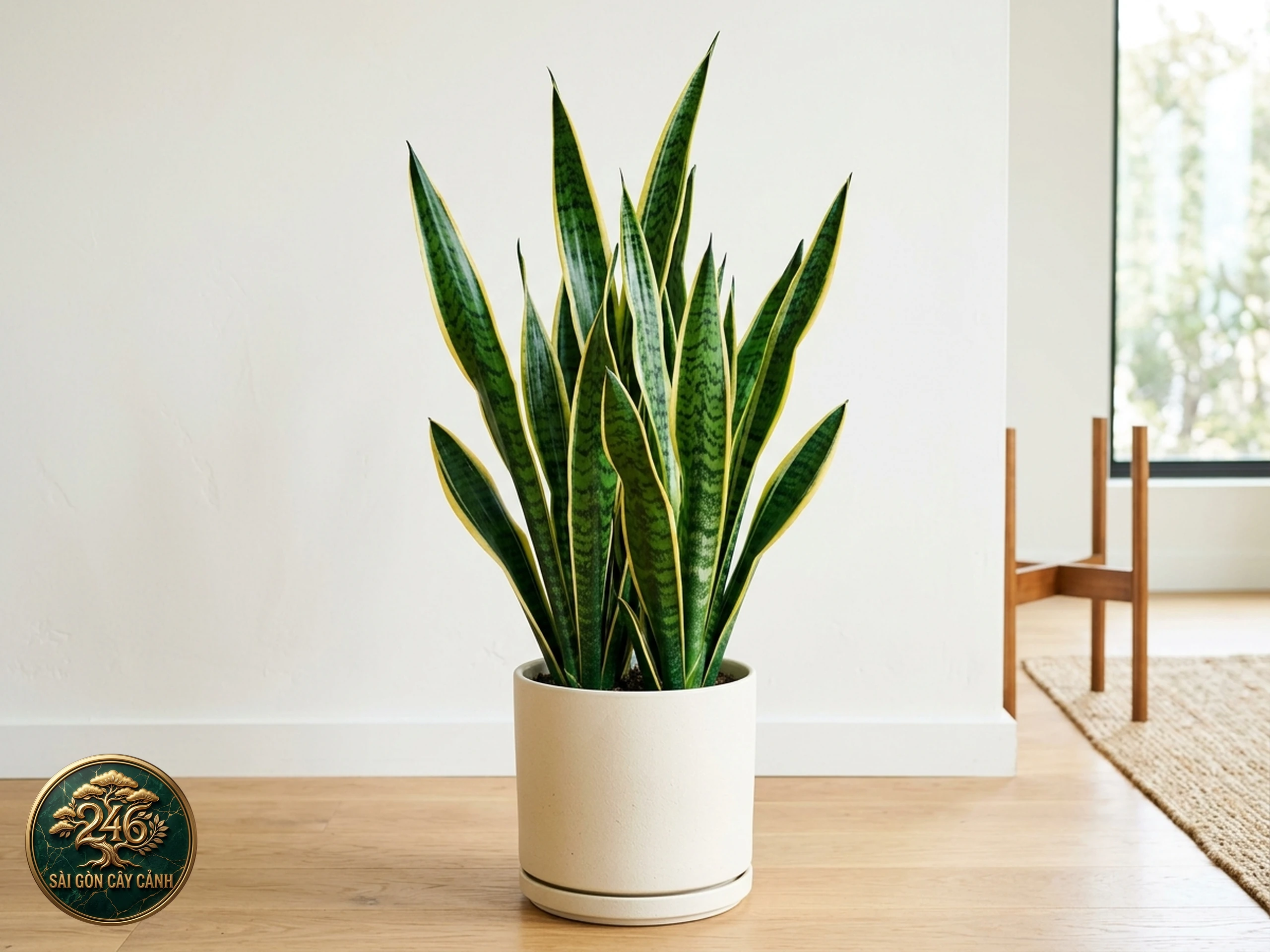 Cây lưỡi hổ Dracaena trifasciata với lá mọc thẳng