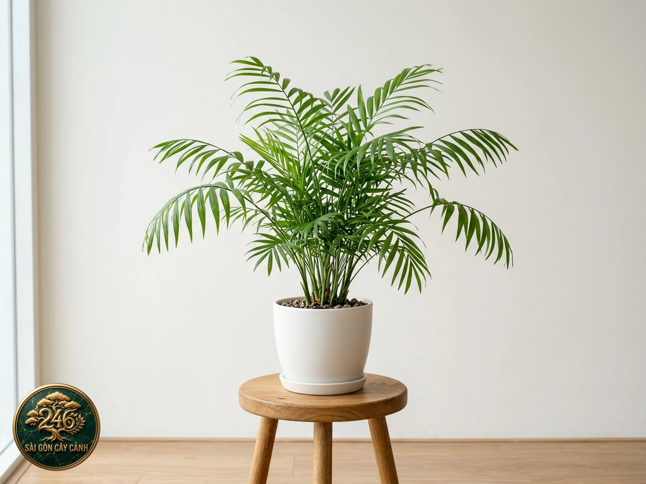 Cây cau tiểu trâm Chamaedorea elegans