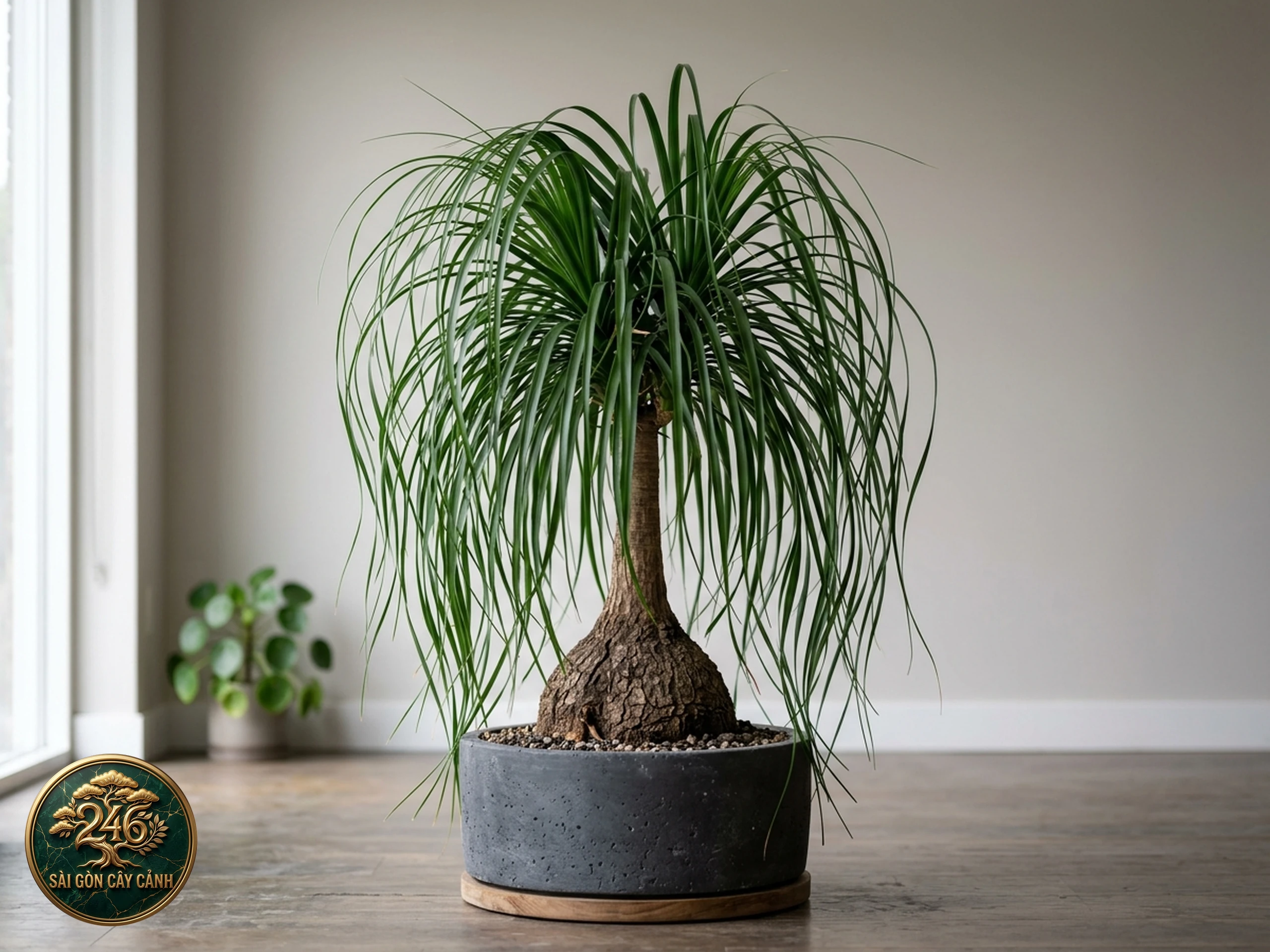 Cây đuôi ngựa Beaucarnea recurvata với gốc phình