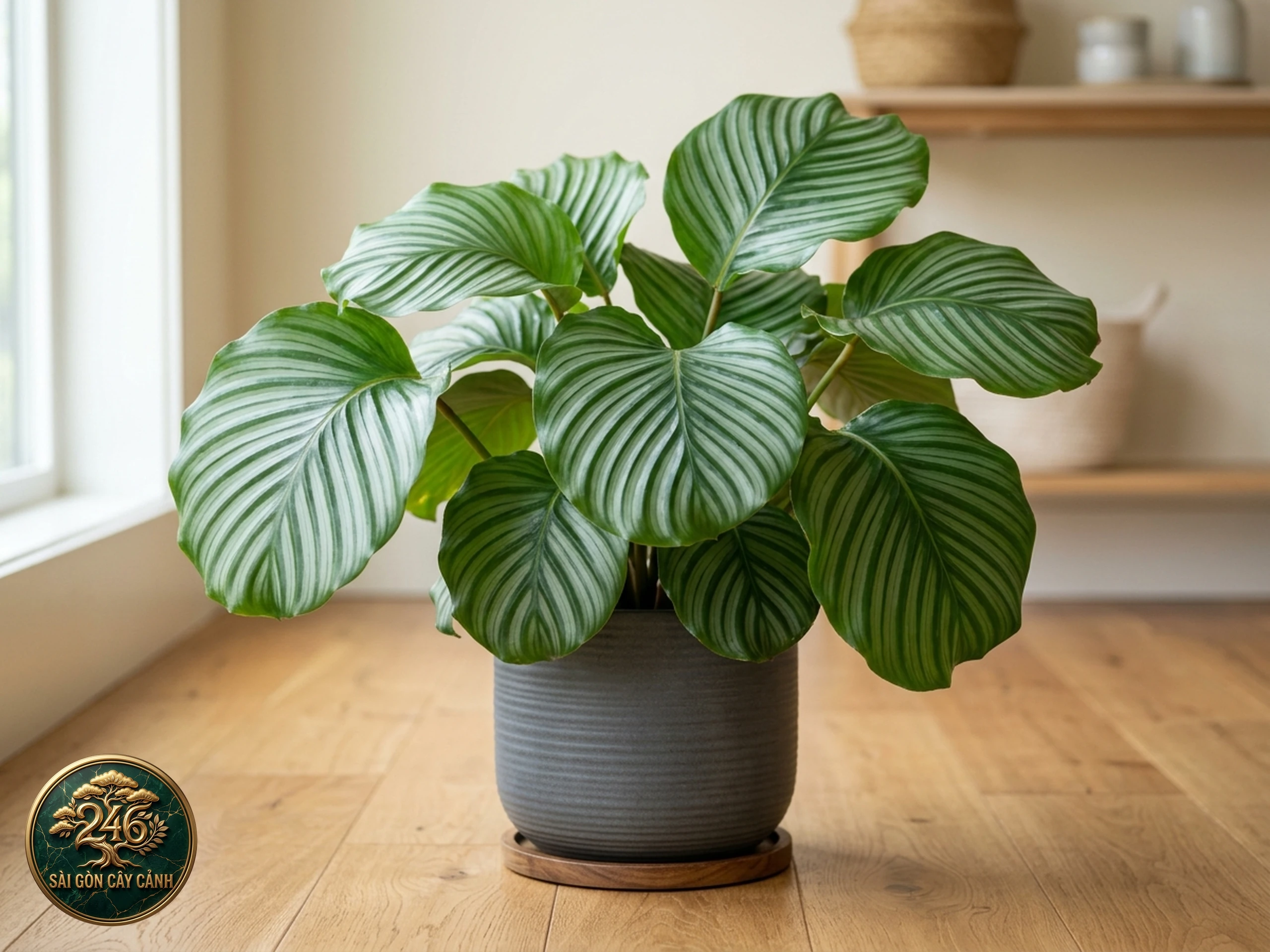 Cây đuôi công sọc Goeppertia orbifolia