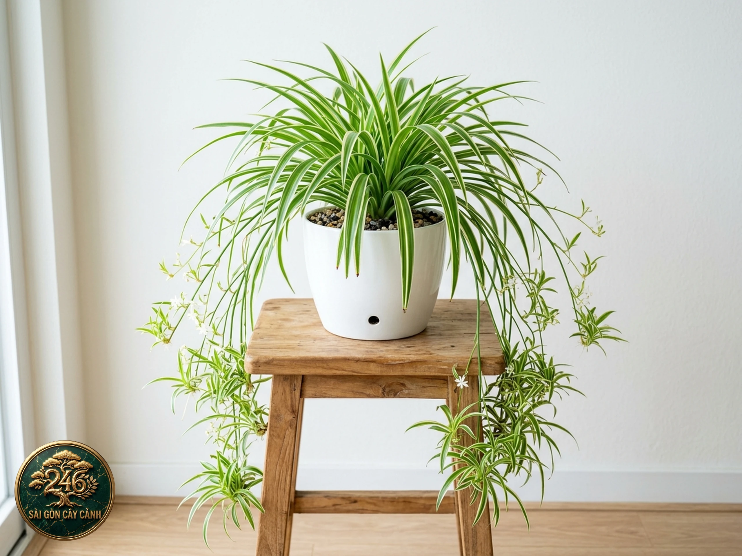 Cây dây nhện Chlorophytum comosum với lá sọc và cây con