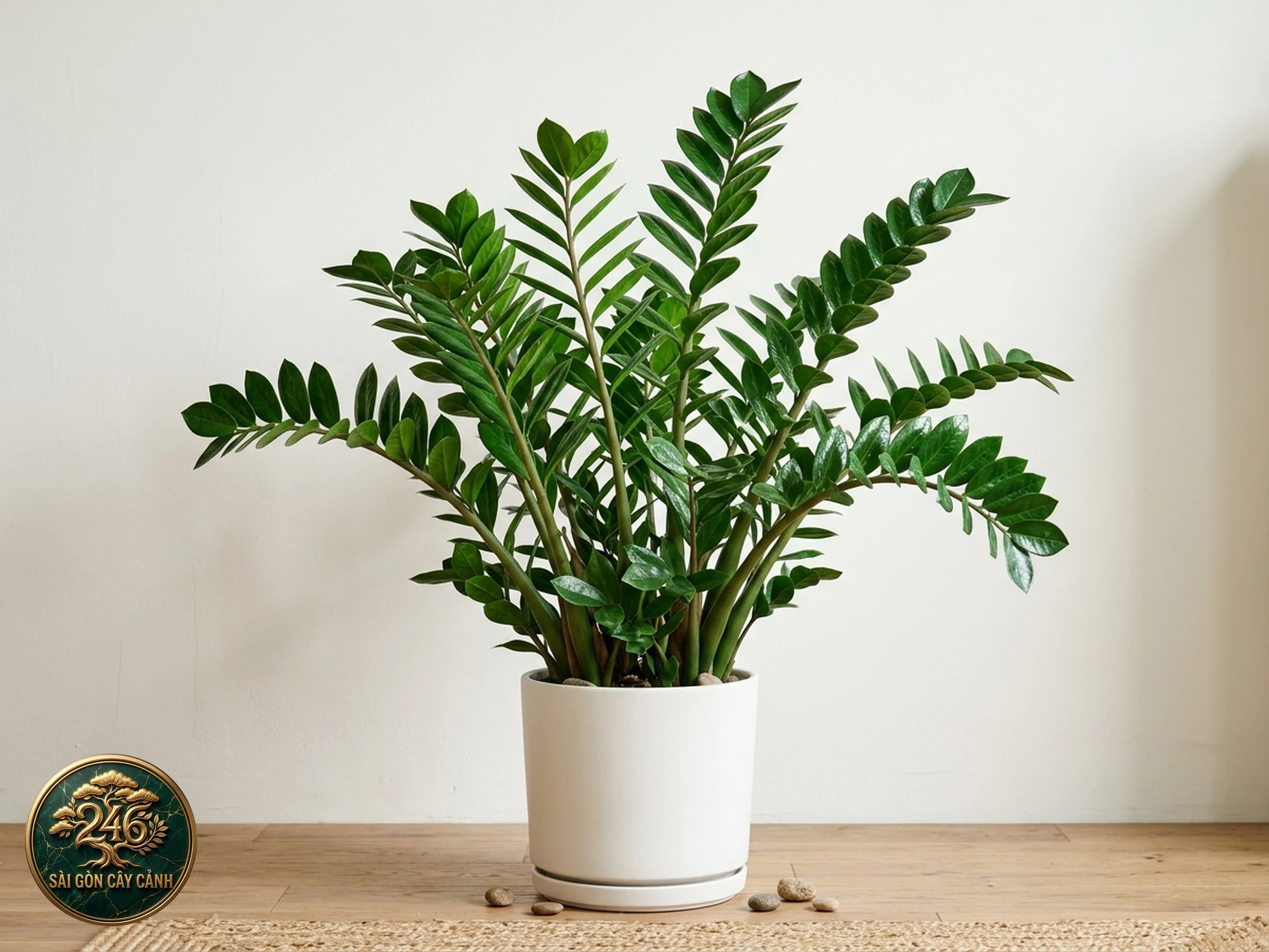 Cây kim tiền Zamioculcas zamiifolia với lá xanh bóng